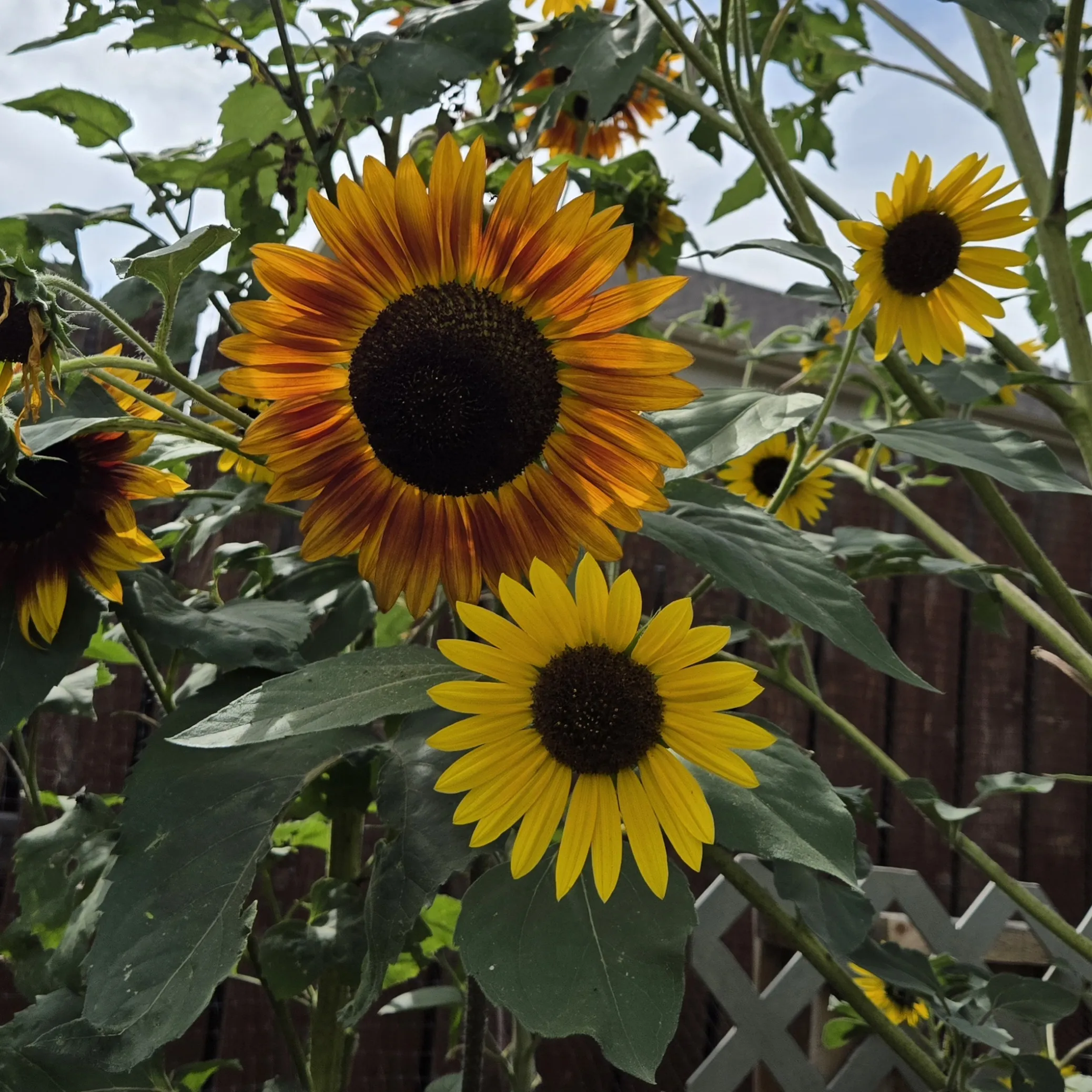 Placeholder image for PRODUCT