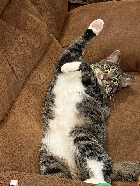 Alternative text for describing the image displayed