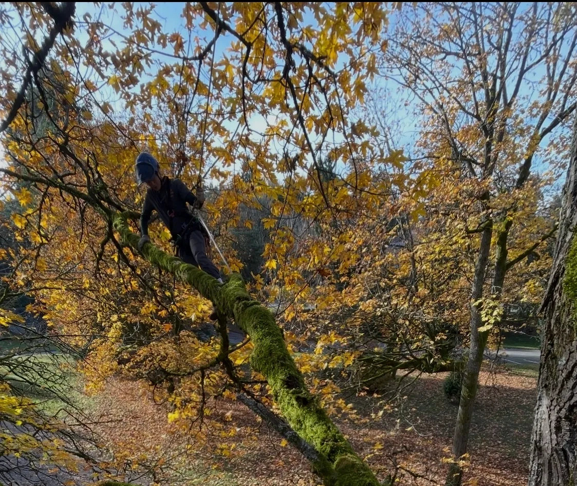 Alternative text for describing the image displayed