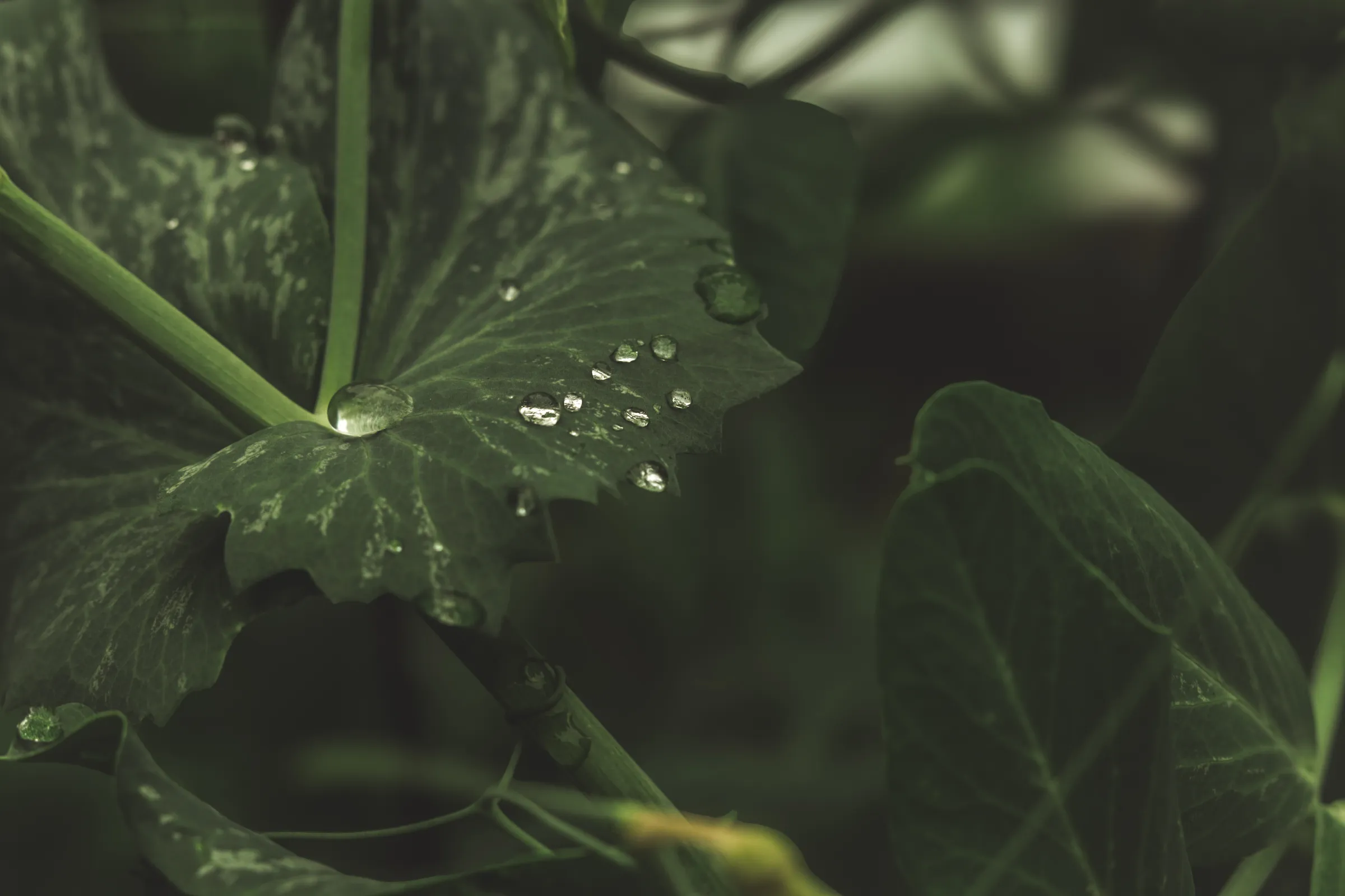 Alternative text for describing the image displayed