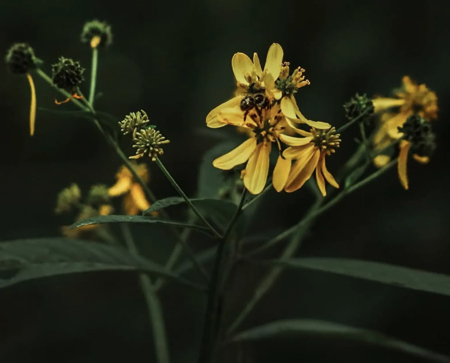 Placeholder image for PRODUCT