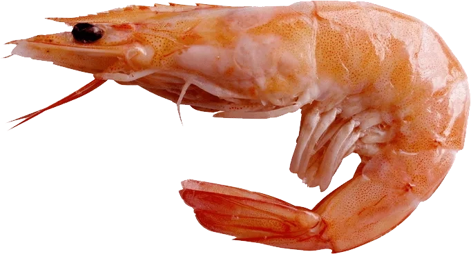 Placeholder image for PRODUCT