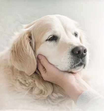 Placeholder image for ABOUT