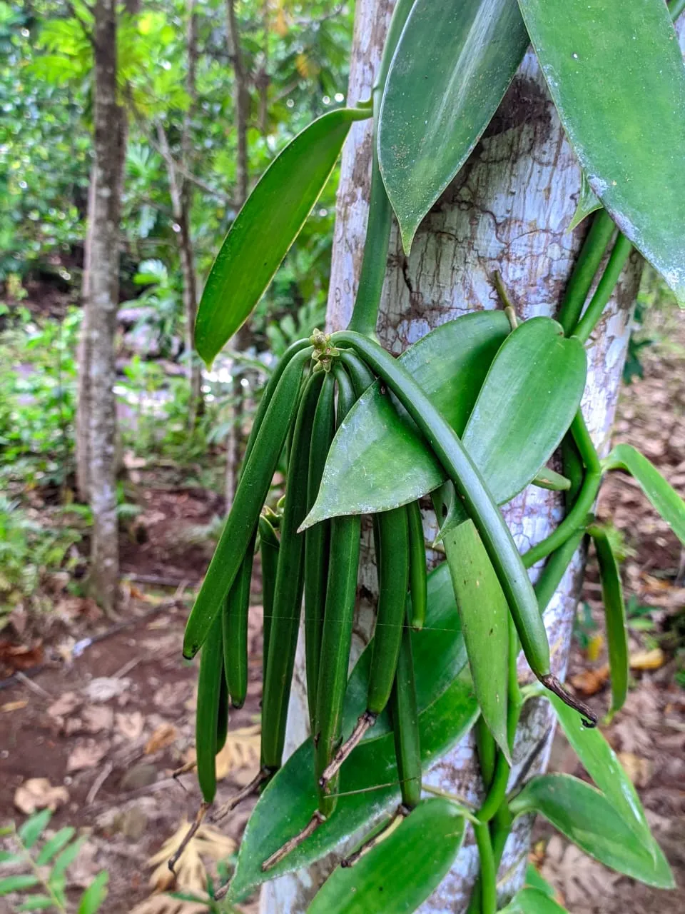 Placeholder image for PRODUCT