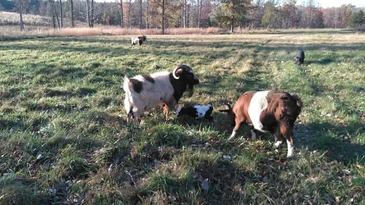 Alternative text for describing the image displayed