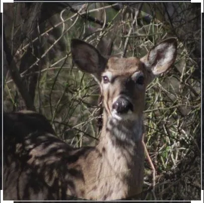 Alternative text for describing the image displayed