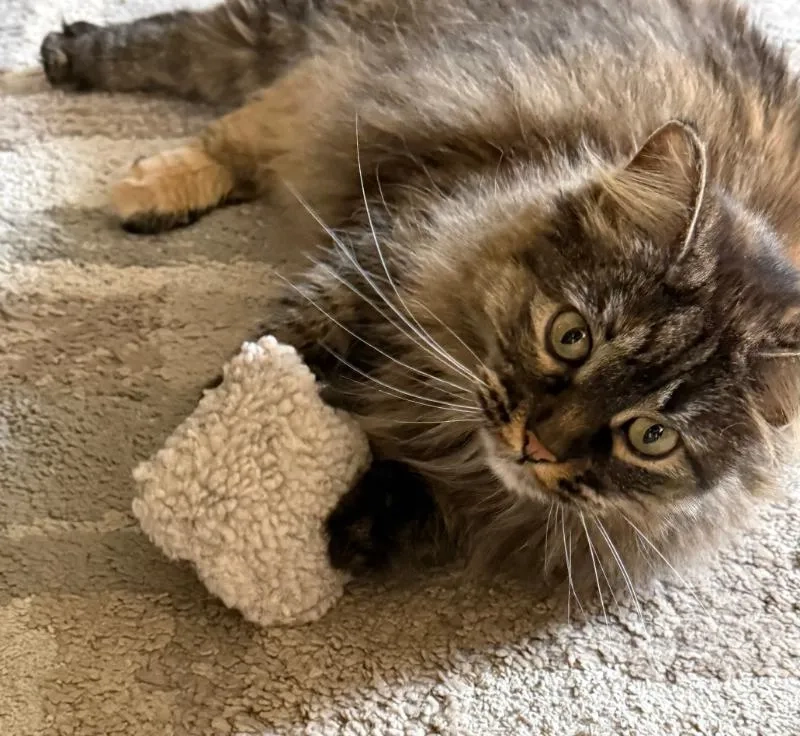 Placeholder image for PRODUCT