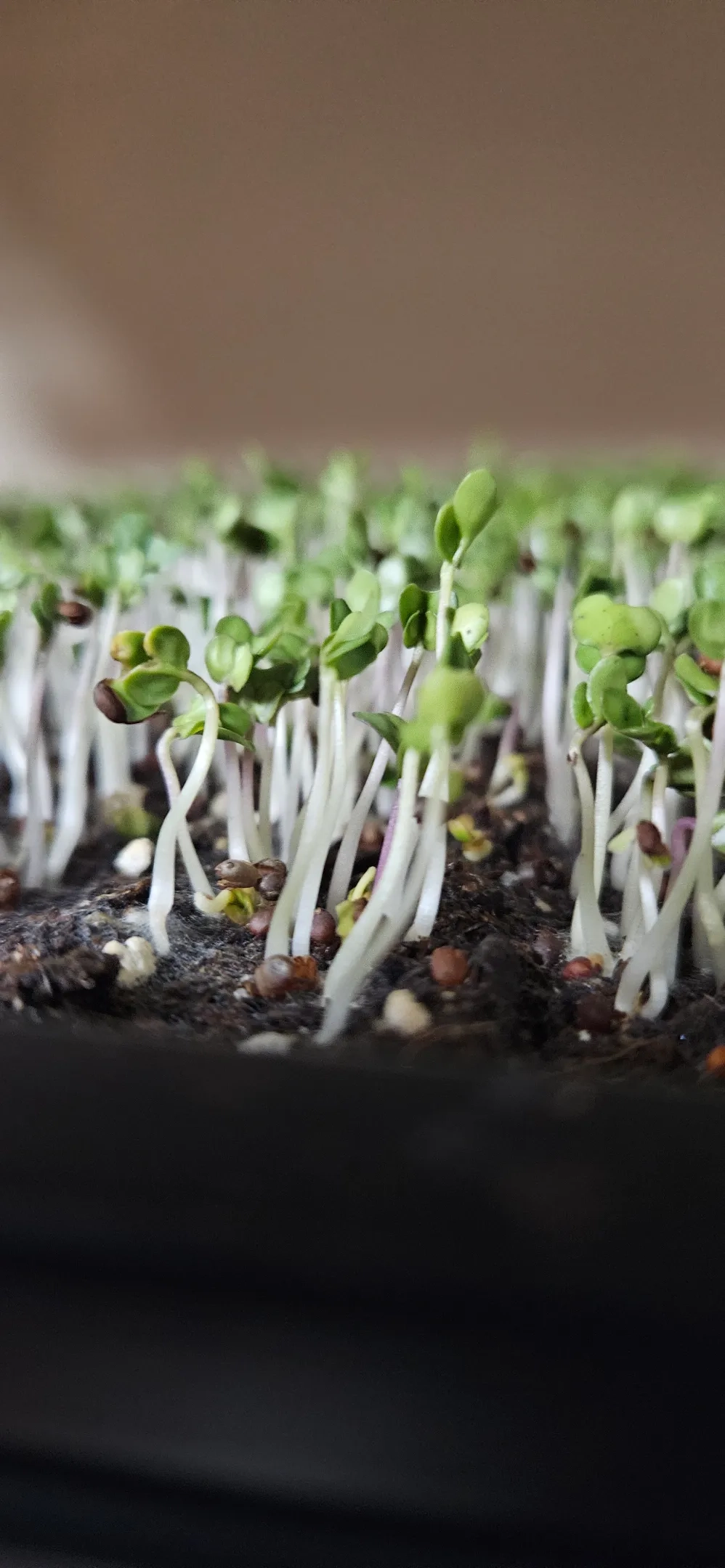 Alternative text for describing the image displayed