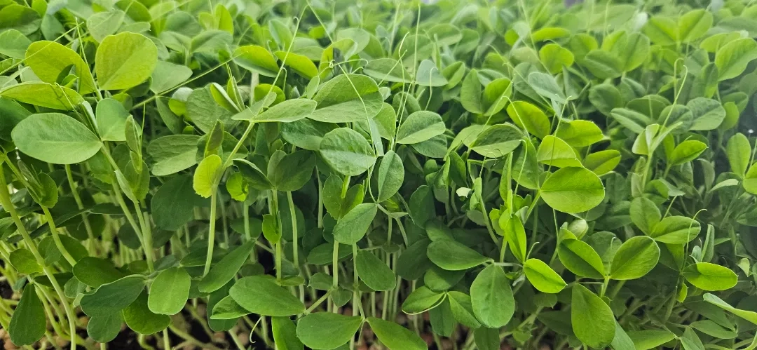 Placeholder image for PRODUCT