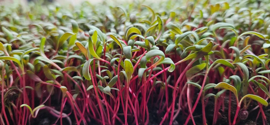 Placeholder image for PRODUCT