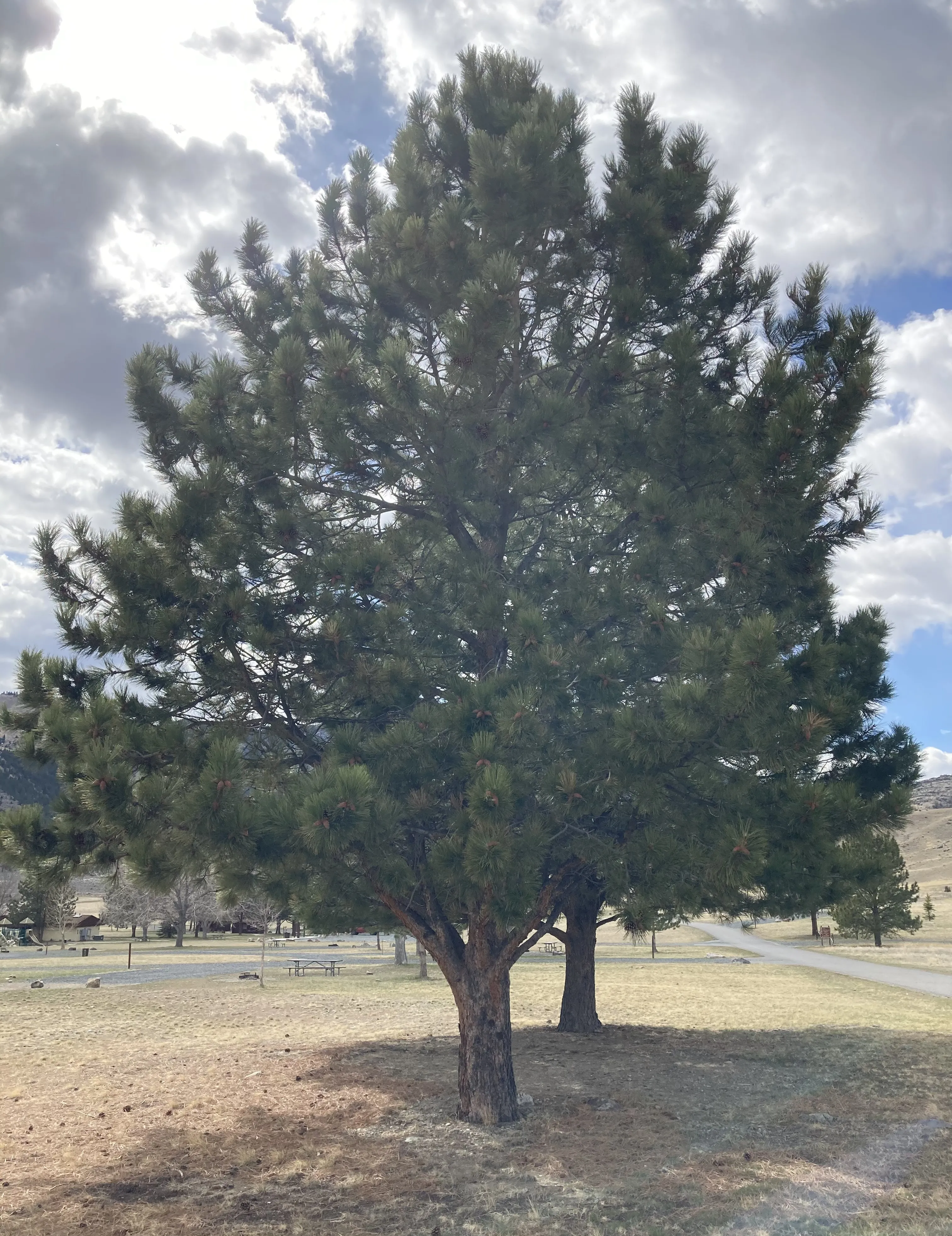 Alternative text for describing the image displayed