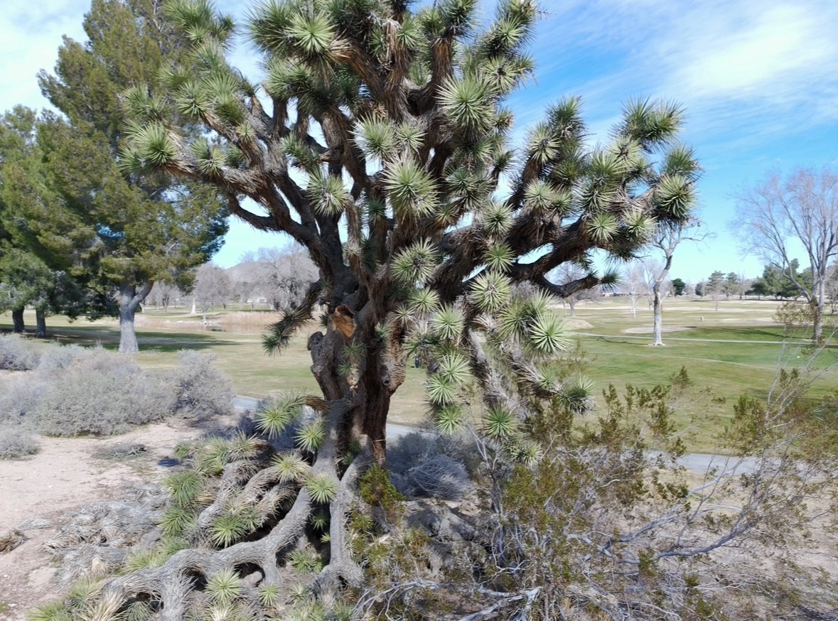 Alternative text for describing the image displayed