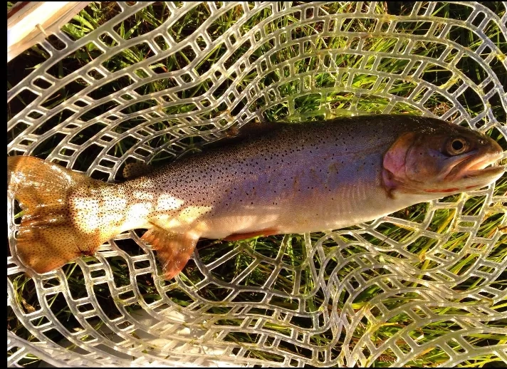 Alternative text for describing the image displayed