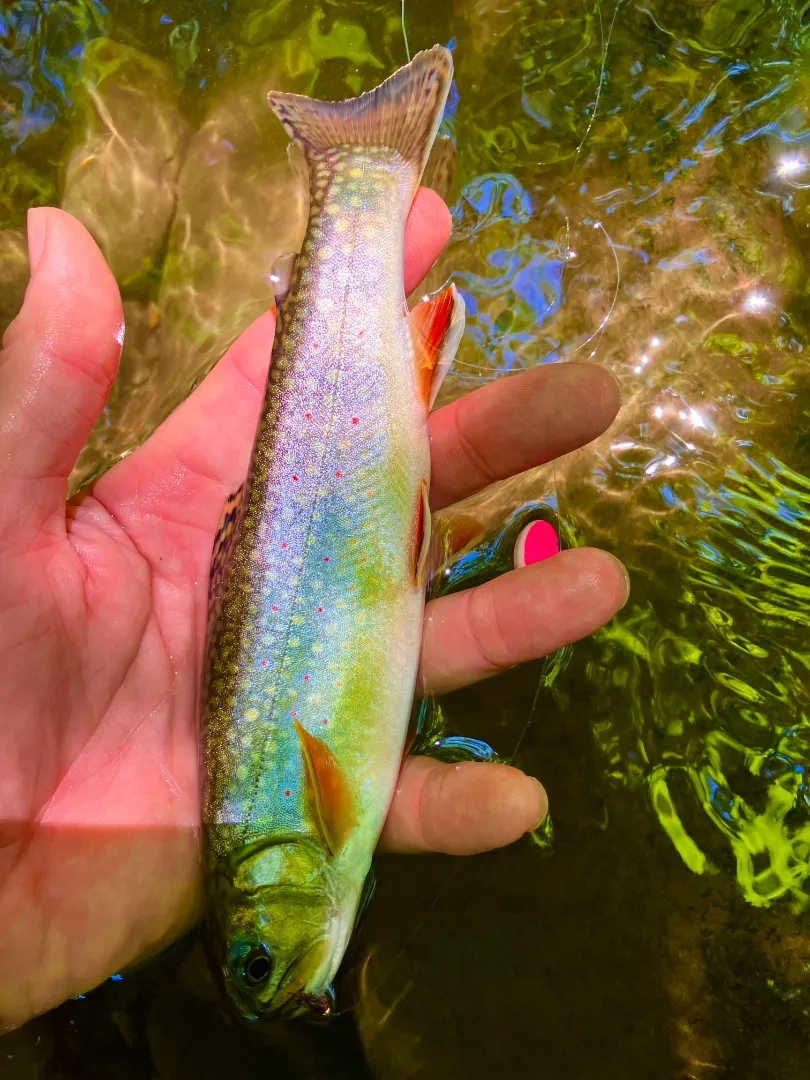 Placeholder image for PRODUCT